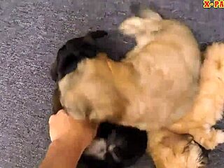 Blonde puppy lover gets fucked hard by pawn keeper