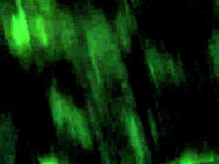 Cute Latina Girlfriend Passionately Blows Black Cock in POV