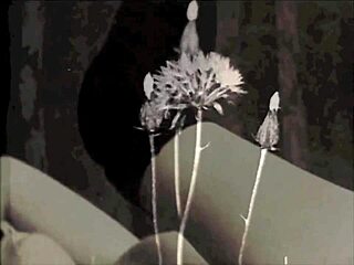 see dark lantern entertainment share two centuries of vintage films