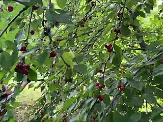 CATGIRL STEALS sweet cherries THEN TASTES my DICK