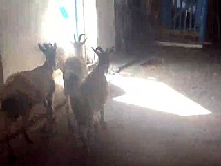 Outdoor fun with blonde teen 18+ and big cock in public sex!