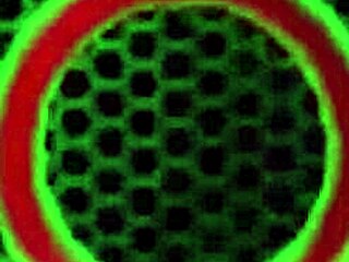 lesbian bikini divas vicky vette and penny pax eating their cunts