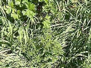 Gretala gets excited in the meadow cave, her pussy gaping after orgasm.