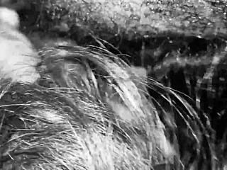 Shemale Noir Interracial Monster Cock Big Black Cock Amateur Transsexual Homemade