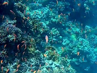 I remember that public sex session with the couple on a yacht leading to creampie outdoors