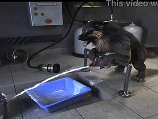 야한 섹스 기계 액션의 말 컴필레이션