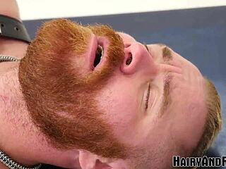 Hairy Bear Raw Fucks Blond Gay After BJ