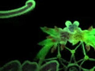 Tamara Suarez and her forbidden games with escorts.