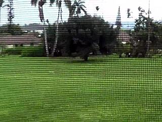 Honeymoon Hawaii Fuck POV - Sinn Sage With Blowjob Fucking Ass Cum Hardcore Wife Sex