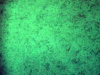 Brunette Teases Big Ass in Thong, Jerk Off Instructions