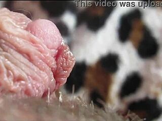 نشوة بظر كبير مقرب كسها ينبض جامد في الذروة