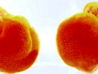 i watch czech girl pissin with speculum