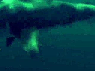 Super Shark Bikini Girl On Boat