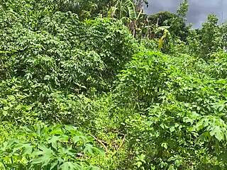 Rambut pirang kena tangan dalam pantat mainan seks ganas