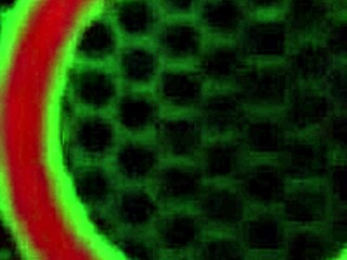 Jelena Jensen In Softcore Solo Scene