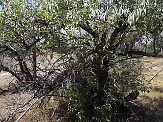 savannah vixen shows off outdoors