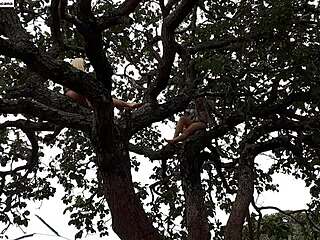 i shoved my cock into blonde and brunette up on tree in street. watch full vid xvideos red emi rippi