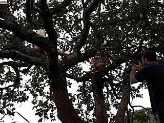 i shoved my cock into blonde and brunette up on tree in street. watch full vid xvideos red emi rippi