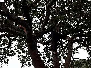 i shoved my cock into blonde and brunette up on tree in street. watch full vid xvideos red emi rippi