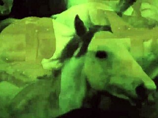 Secret life unfolds in vintage hairy blowjob scene