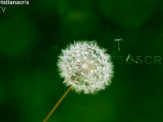 little red riding hood shows off her curvy body in this fun trailer