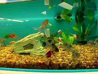 What If Big Tits Milf In Fishnets And Heels Gets Anal Fingered Bent Over On Bed With Gaping Asshole