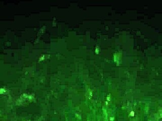 hey i met this cute friend in the jungle and we hung out in the forest