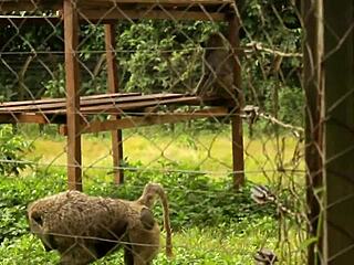 a tourist park stranger stuffs huge cock down throat then tight ass for crowd