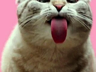 i eat cum like roxy fox in cei tutorial