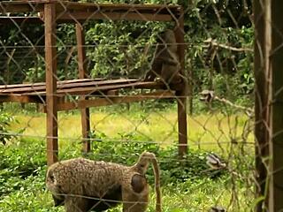 caroline sweets white girl stretched wide by huge bbc in reality interracial