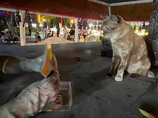 crazy thai cat lady feeds strays nothing wild here