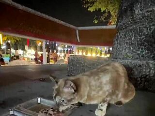 crazy thai cat lady feeds strays nothing wild here
