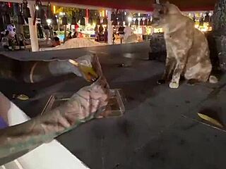 crazy thai cat lady feeds strays nothing wild here
