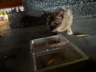 crazy thai cat lady feeds strays nothing wild here