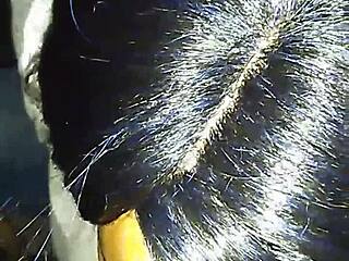 Best Friend Gulps Down My Huge Black Cock!