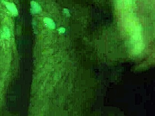 i can't stop stroking this massive throbbing dick