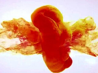 Eva Berger Teen Pussy Tits Soaking Wet Pissy Thrill