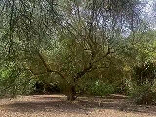 Stepbrother Excursion Blowjob On Mountain Ends Cum In Mouth