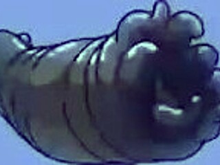 Horny Lesbians Cage Fuck Hardcore With Titsucking Pussy Licking Squirting!