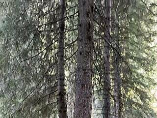 Public pissing in nature from car POV compilation